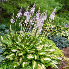 Proven Winners® Shadowland Miss America Hosta