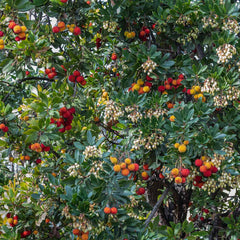 Strawberry Tree