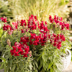 Speedy Sonnet Crimson Snapdragon