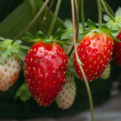Bushel and Berry® Rosy Belle™ Strawberry Bush