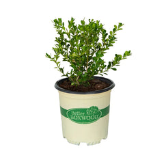 Better Boxwood® Renaissance™ Shrub