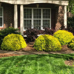 Southern Living® Sunshine Ligustrum Shrub