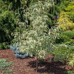 Summer Fun Dogwood Tree