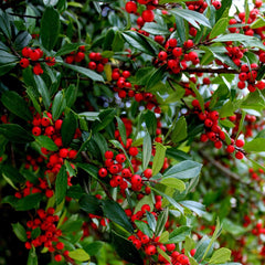 Winter Red Winterberry Holly Shrub