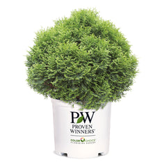 Proven Winners® Tater Tot® Arborvitae