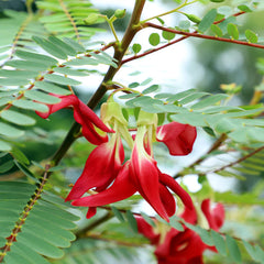 Hummingbird Tree
