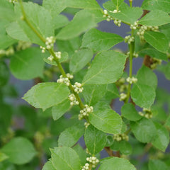 Proven Winners® Mr. Poppins® Holly Shrub