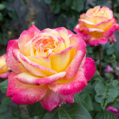 Peace Rose