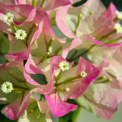 Thai Delight Bougainvillea Shrub