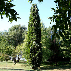 Kindred Spirit® Hybrid Oak Tree