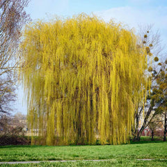 Niobe Golden Weeping Willow