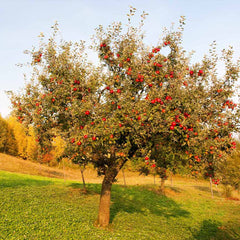 Red Delicious Apple Tree
