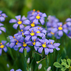 Lucerne Blue-Eyed Grass