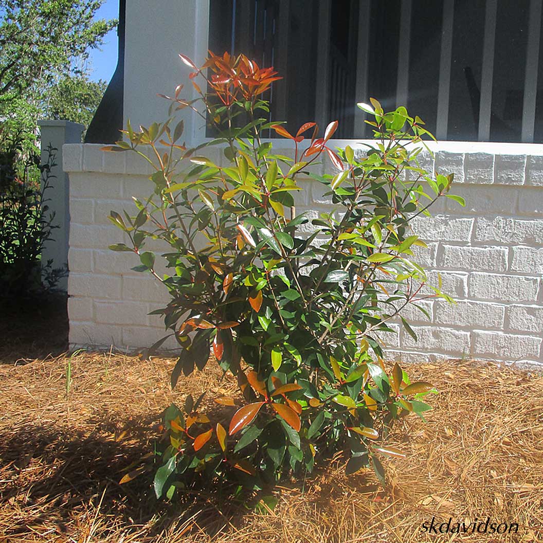 Cleyera Japonica