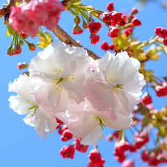 Shirofugen Flowering Cherry Tree