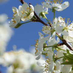 Elephant Heart Plum Tree