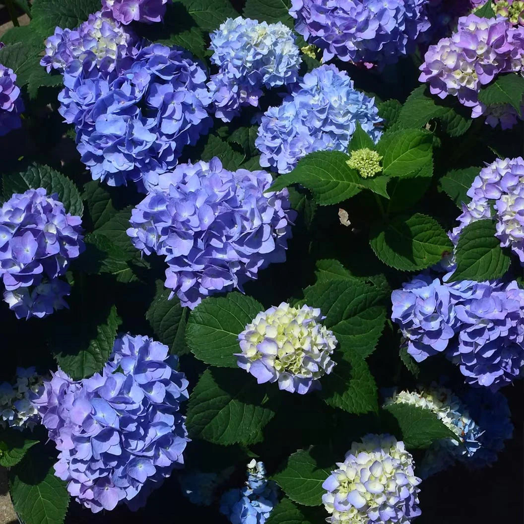 Garden District Blushing Blues™ Hydrangea Bush