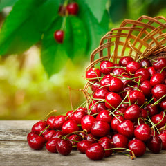 Juliet Dwarf Cherry Bush
