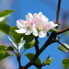Arkansas Black Apple Tree