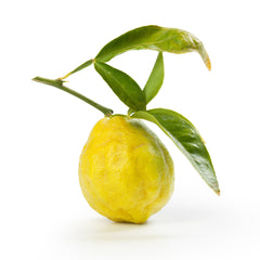 Swingle Citrumelo Tree