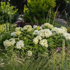 FlowerFull® Smooth Hydrangea
