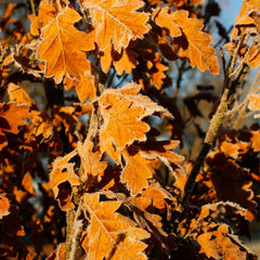 Skinny Genes® Oak