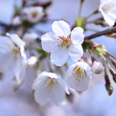 Chelan™ Cherry Tree