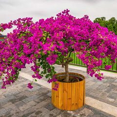 Barbara Karst Bougainvillea Tree