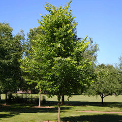 New Harmony American Elm Tree