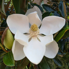 Little Gem Magnolia Tree