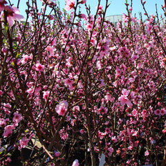 Contender Peach Tree