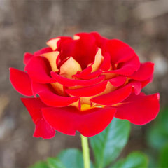 Ketchup and Mustard Rose Shrub