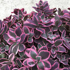Sunsparkler® Dream Dazzler Sedum Plant