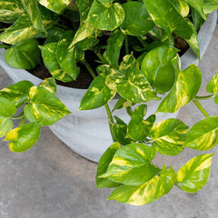 Golden Pothos
