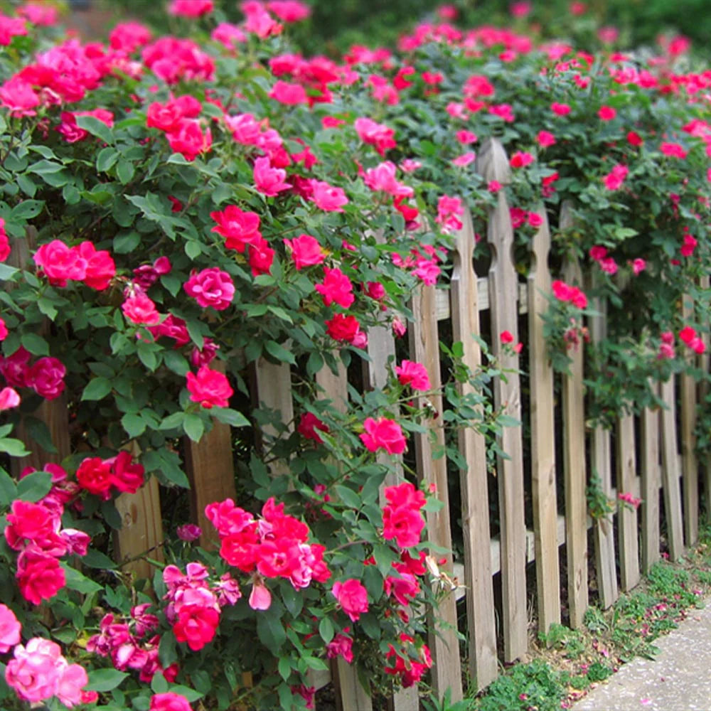 Double Pink Knock Out® Rose Shrub