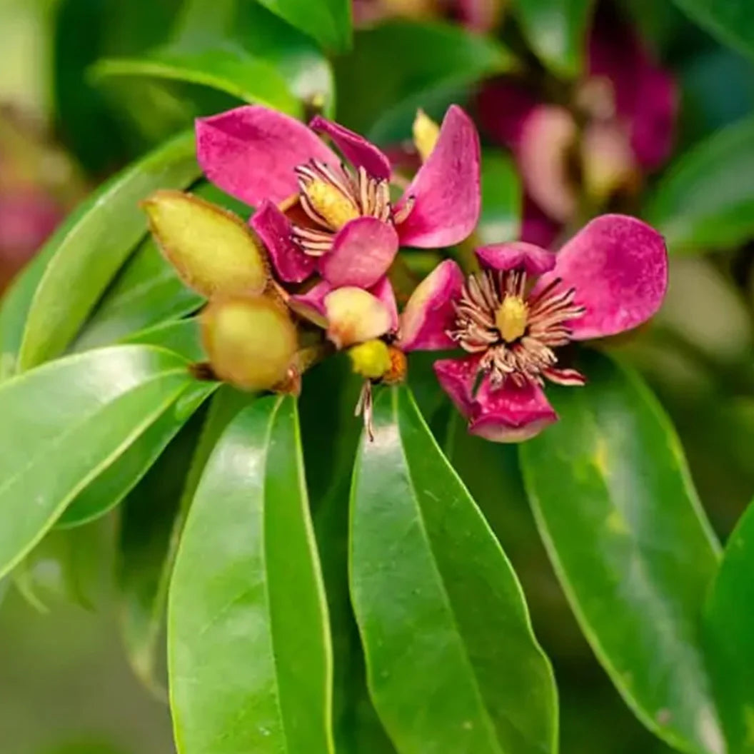 Southern Living® 'Stellar Ruby' Magnolia Tree