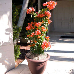 Sundown Orange Bougainvillea Vine