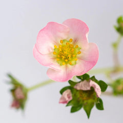 Bushel and Berry® Rosy Belle™ Strawberry Bush