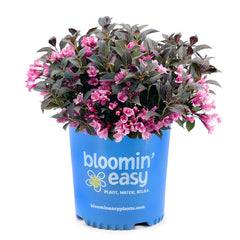 Stunner® Weigela