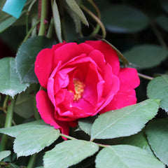 Blaze Improved Climbing Rose Shrub