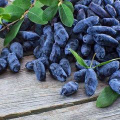Aurora Honeyberry Bush