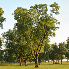 Pawnee Pecan Tree