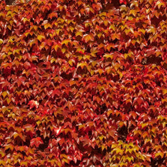 Boston Ivy Vine