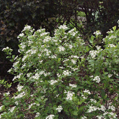 Autumn Magic Black Chokeberry Shrub