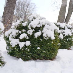 Proven Winners® Tater Tot® Arborvitae