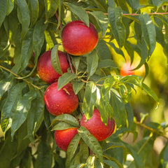 Sunglo Nectarine Tree