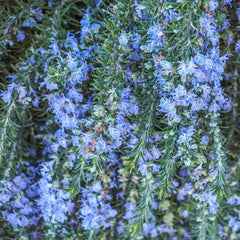 Creeping Rosemary