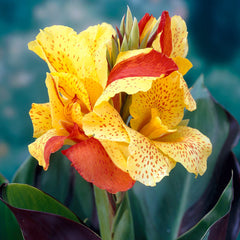 Cleopatra Canna Lily