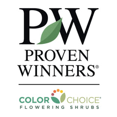 Proven Winners® Perfecto Mundo® Double White Azalea Shrub