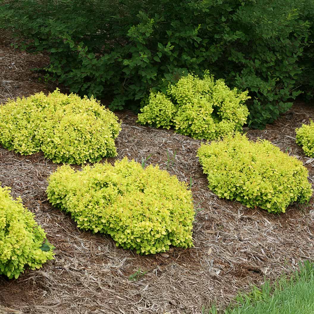 Proven Winners® Sunjoy® Mini Saffron Barberry Shrub